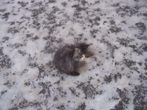 Снежок