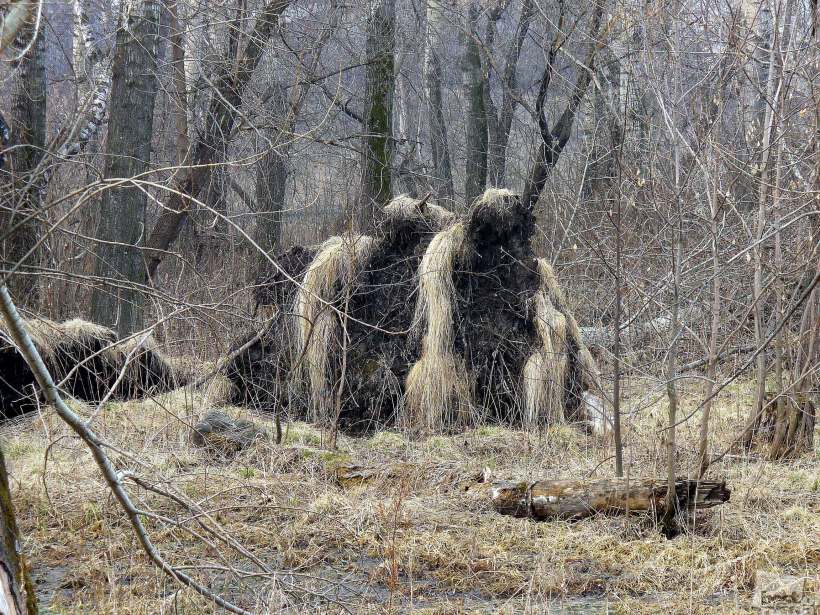 Братья лешаки