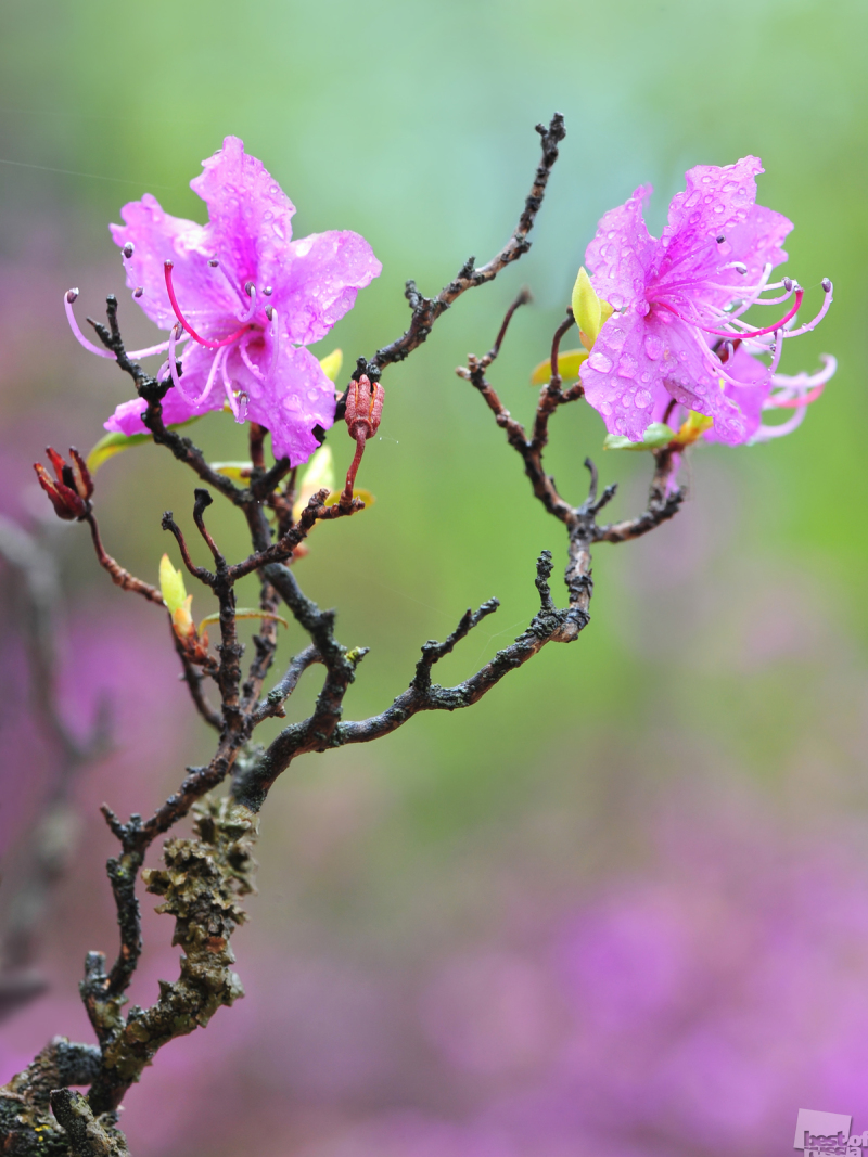 Цветущий рододендрон после дождя