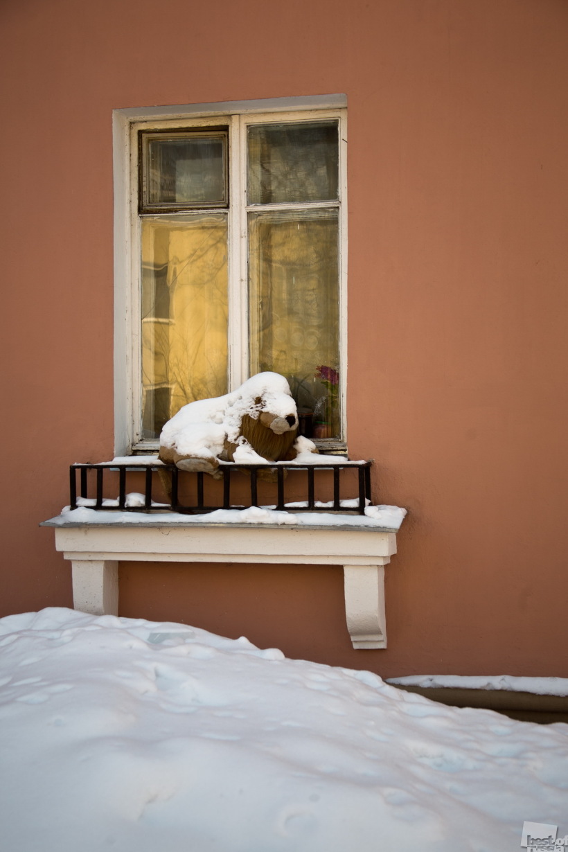Лев зимой