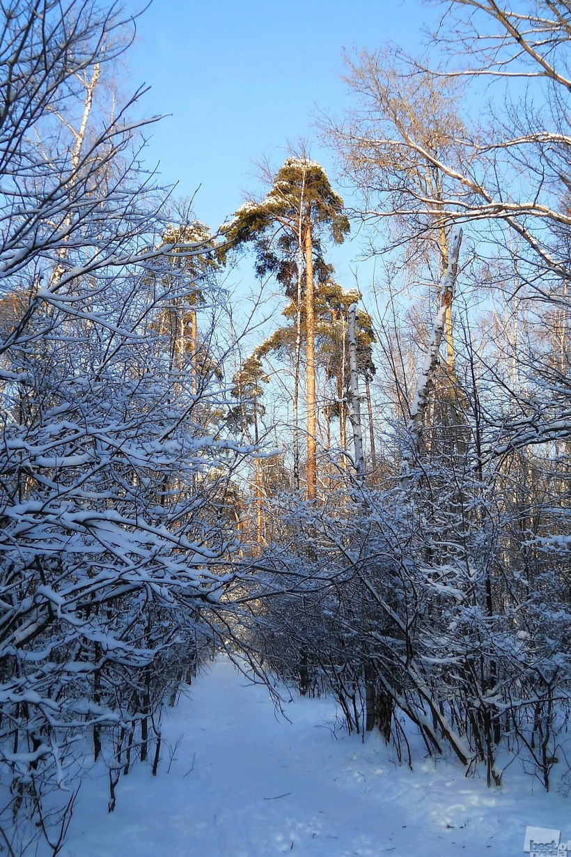 Зимний лес