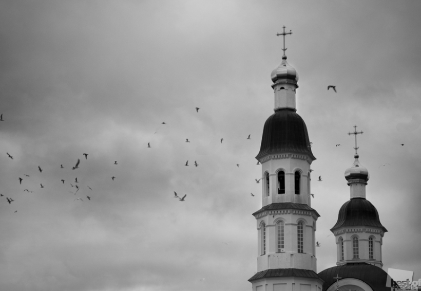 птицы