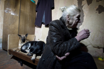 Пожилая женщина с бродячими собаками