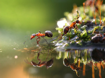 Мир муравьев