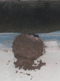 гнездо ласточки