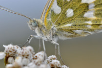 Портрет бабочки