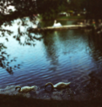 Белые лебеди на пруду