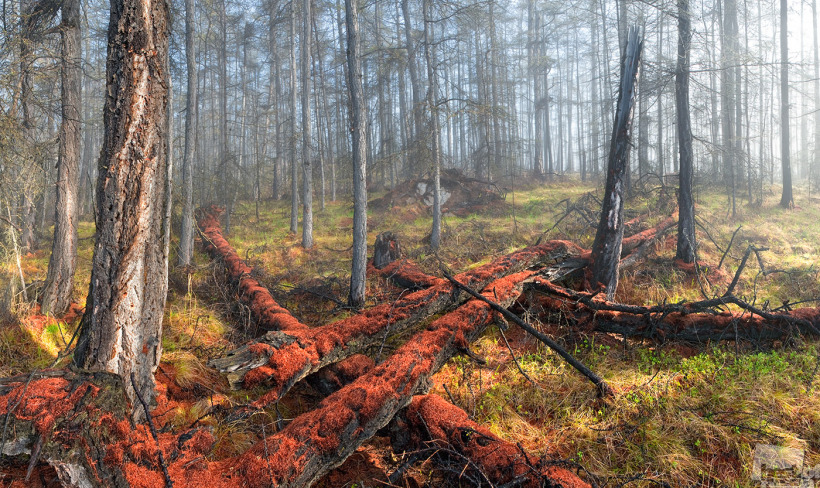 Расколдованный лес