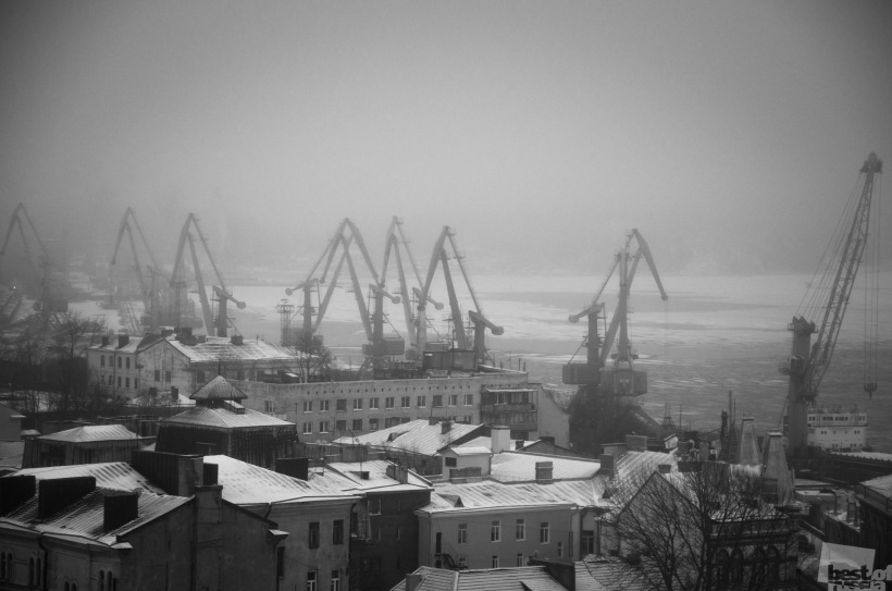 Жирафы