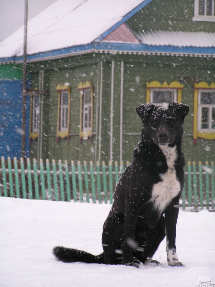 Собака-замерзака